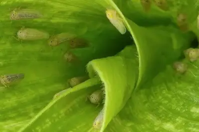 Esta campaña Dalbulus maidis apareció en maíces recientemente implantados