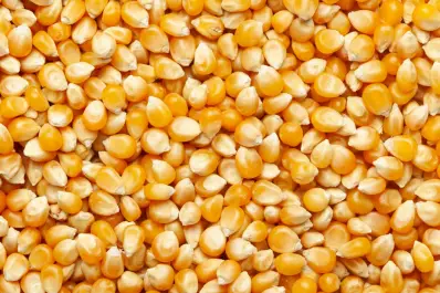 La suba del gasoil eleva los gastos en soja y en maíz