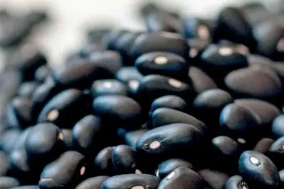 La Eeaoc presentó macroparcelas de soja, maíz y sorgo, y sus variedades de poroto negro