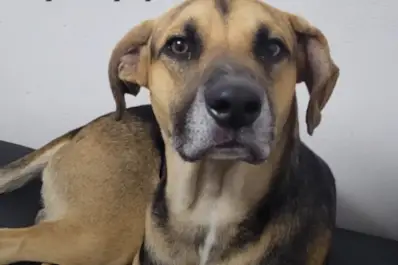 Esperó 25 días a su dueño en la puerta del hospital: la historia de Arturo, el perro que conmovió a Córdoba