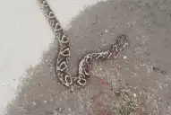 Preocupación en barrio Parque Sur por la aparición de varias serpientes: “La gente está muy asustada”