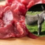 En la práctica, está prohibida la comercialización de carne de burro, afirmó el secretario de Producción de Tucumán
