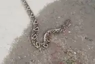 Alerta y mitos en Tucumán: por qué aparecen serpientes y qué hacer para evitar riesgos