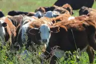 El Senasa facilita gestiones para la ganadería tucumana