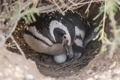 Día de la Tierra: avances que ilusionan al mundo y el caso que preocupa a la Argentina