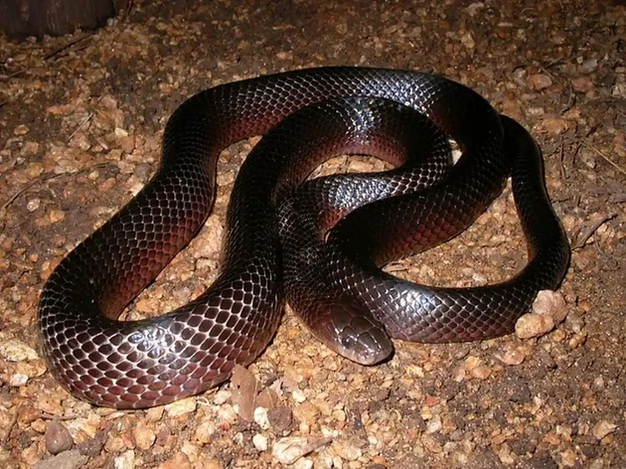 “MAMONA” O VÍBORA LUTA. Se alimenta de serpientes venenosas.