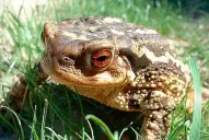 Los sapos pueden ser mortales para algunos perros