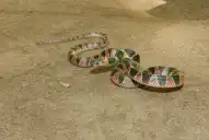 Fenómeno en Tucumán: “Ninguna de las serpientes que aparecieron es venenosa”