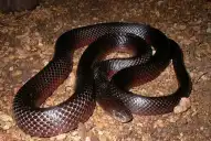 Fenómeno en Tucumán: “Ninguna de las serpientes que aparecieron es venenosa”