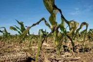Cambio climático: la agricultura mundial está al límite por episodios de calor extremo