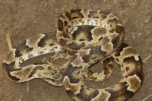 Fenómeno en Tucumán: “Ninguna de las serpientes que aparecieron es venenosa”