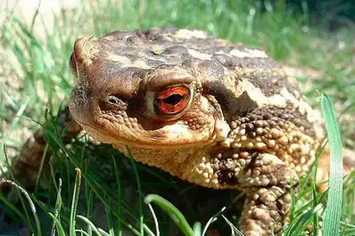 Los sapos pueden ser mortales para algunos perros