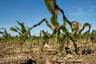 Cambio climático: la agricultura mundial está al límite por episodios de calor extremo