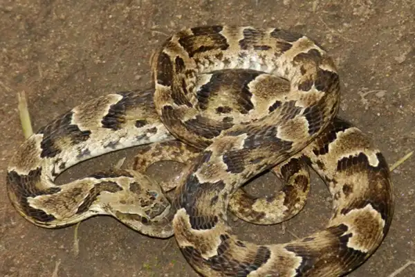 Fenómeno en Tucumán: “Ninguna de las serpientes que aparecieron es venenosa”