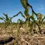 Cambio climático: la agricultura mundial está al límite por episodios de calor extremo