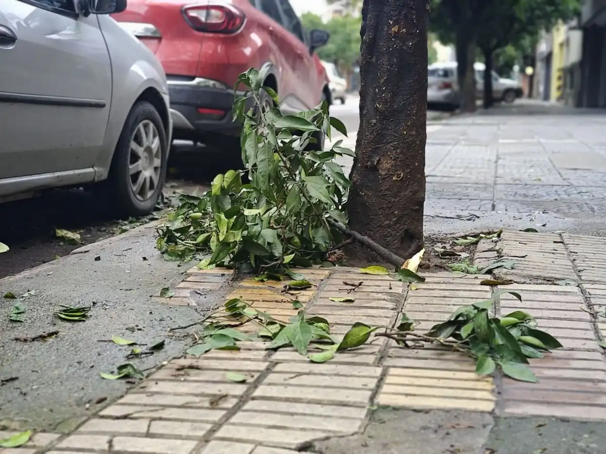 La recolección de naranjas que sorprendió a los tucumanos: quejas de vecinos y la defensa de la Municipalidad capitalina