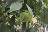 La recolección de naranjas que sorprendió a los tucumanos: quejas de vecinos y la defensa de la Municipalidad capitalina