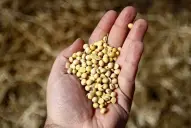 En la zona núcleo las lluvias frenan la cosecha de soja