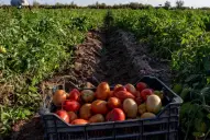 El desafío de la producción a gran escala