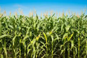 Expertos de la Eeaoc mostraron resultados de ensayos de soja y maíz