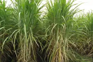 Cañaverales muestran un estado madurativo inferior al de 2025