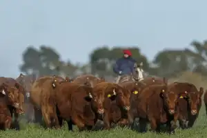 El Senasa concede algunos beneficios  al sector ganadero