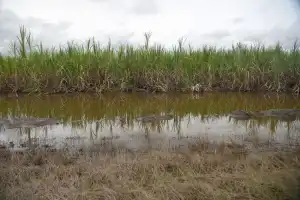 Las condiciones meteorológicas limitaron la acumulación de sacarosa en las cañas tucumanas