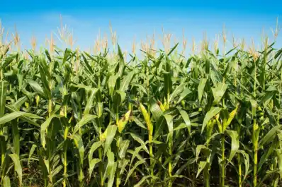 Expertos de la Eeaoc mostraron resultados de ensayos de soja y maíz