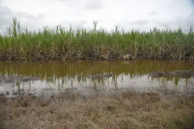 Las condiciones meteorológicas limitaron la acumulación de sacarosa en las cañas tucumanas