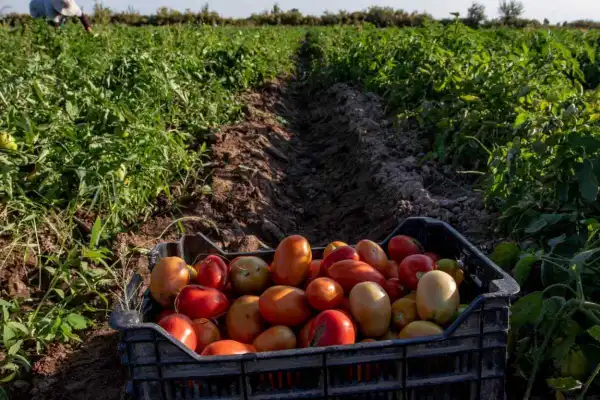 El desafío de la producción a gran escala