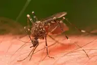 En los primeros ciclos de su vida, el Aedes aegypti puede sobrevivir a bajas temperaturas