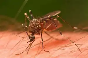 En los primeros ciclos de su vida, el Aedes aegypti puede sobrevivir a bajas temperaturas