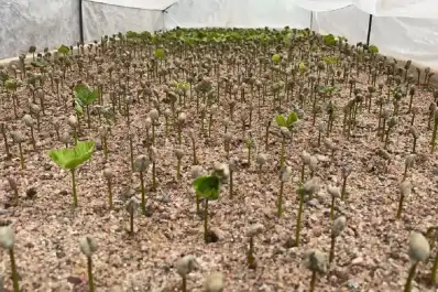El café tucumano, cada vez más cerca de ser el primero de origen argentino