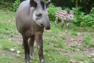 Iniciativa en Tucumán: proponen declarar al tapir monumento natural provincial
