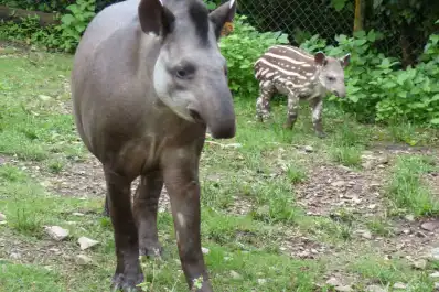 Iniciativa en Tucumán: proponen declarar al tapir monumento natural provincial