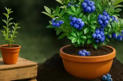 Huerta en casa: las mejores frutas para plantar en el balcón durante el otoño