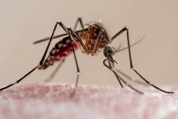 Chikungunya en Tucumán: de dónde llegó el virus y por qué encontró el lugar ideal para expandirse