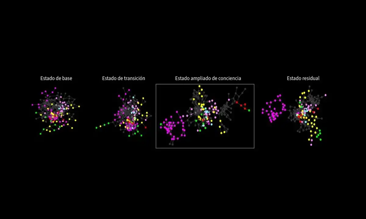 ESTUDIOS DE SU CEREBRO. Los resultados no coinciden con lo que se conoce sobre psicodélicos. / CONICET