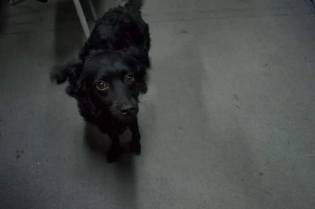 En el Día del Animal, acciones como estas se agradecen y demuestran que el amor por los compañeros animales mueve montañas. 