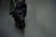 Una tucumana creó la primera base de datos de animales perdidos y en adopción de la provincia