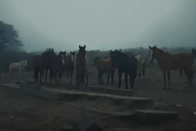 Virginia Scaro, ganadora del Bafici: “Tucumán es polémico y las películas que salen son fuertes”