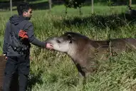 En la Legislatura se realizó una jornada sobre fauna nativa, con el tapir como protagonista