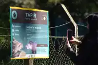 El gigante silencioso de la yunga: por qué al tapir, que es clave para Tucumán, buscan devolverlo al cerro