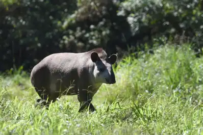 El gigante silencioso de la yunga: por qué al tapir, que es clave para Tucumán, buscan devolverlo al cerro