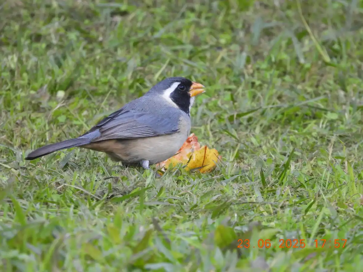 Pepitero de collar