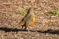 Todo lo que no sabías sobre la diferencia entre aves y pájaros (y seguro te va a sorprender)
