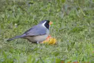 Todo lo que no sabías sobre la diferencia entre aves y pájaros (y seguro te va a sorprender)