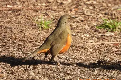 Todo lo que no sabías sobre la diferencia entre aves y pájaros (y seguro te va a sorprender)