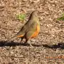 Todo lo que no sabías sobre la diferencia entre aves y pájaros (y seguro te va a sorprender)