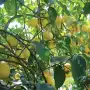 Citrus: abren un servicio de diagnóstico clave para plantas candidatas a madre semillera